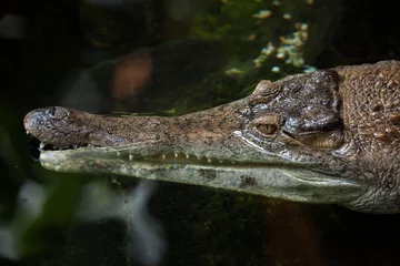 Papier Peint photo Lavable Crocodile Slender-snouted crocodile (Mecistops cataphractus).