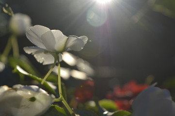 Flowers under the sun