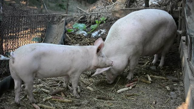 Baby pig with mother on traditional livestock farm. Pig farming.