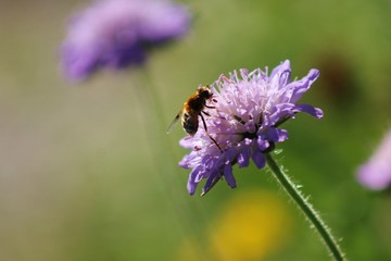 Fototapeta premium Biene auf Blume