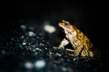 Crapaud commun sur une route goudronnée de nuit