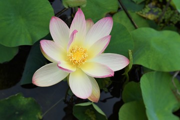 연꽃