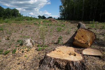 View of tree felling
