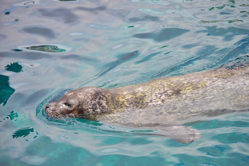 Obraz premium Otary mammal animal