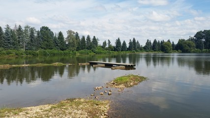 Sommer am Waldteich Waldsee