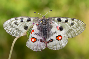 Apollo or Mountain Apollo (Parnassius apollo), is a butterfly of the Papilionidae family.