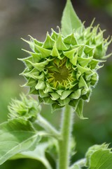 bud sunflower in nature garden