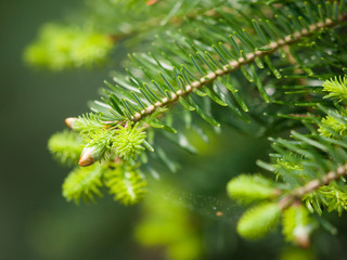 Detailed view of green lush spruce branch. Christmas theme. Shallow depth of field.