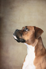 Boxer Hund im Seitenprofil