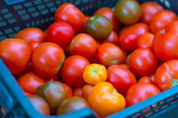 Pile of homegrown bio organic tomatoes.