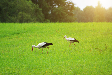 Two storks walking on the green field.
