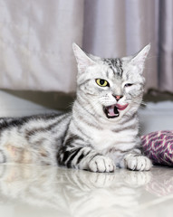 Crazy funny American shorthair cat with yellow eyes and protrudi