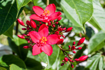 Jatropha