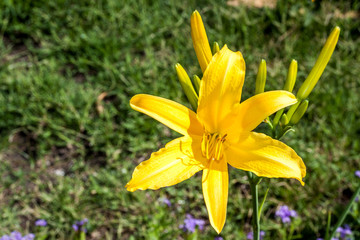 Lys
Lys jaune de la Réunion