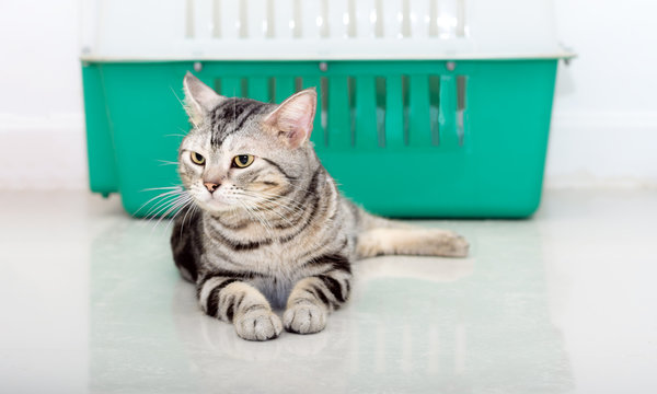 American shorthair cat sittig and looking forward with copy spac