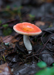 Red toadstool in the forest after the rain.