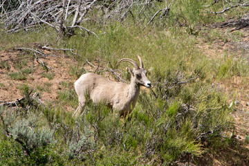 Bighorn sheep in Zion National Park, Utah