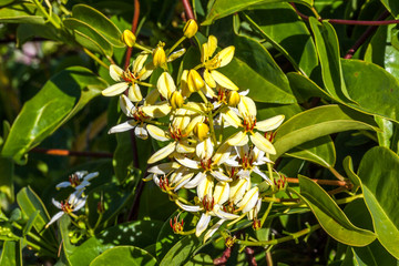 Etoile d'Australie
Etoile d'Australie ou douche d'or
