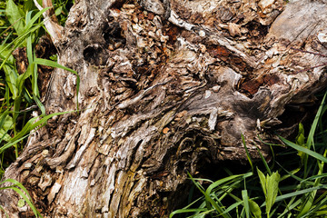tree bark