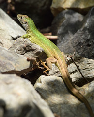 Naklejka na ściany i meble European green lizard in the wild