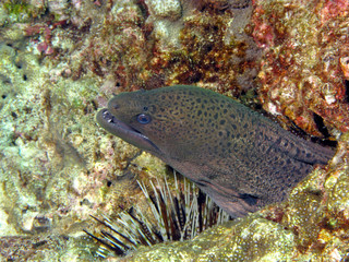Moray eel in Andaman sea, Thailand.