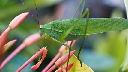 Grasshopper perched on
