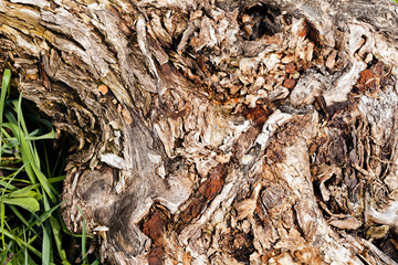 tree bark