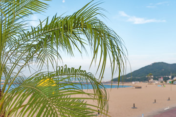 Palm Tree at the Beach and Blue Morning Sky
