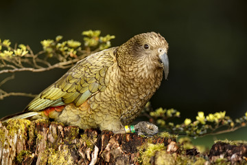 Kea - Nestor notabilis