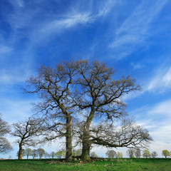 Fototapeta na wymiar Two Dancing Oak Trees in Field under Blue Sky, Early Spring