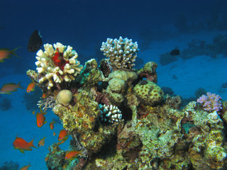 Corals in Red Sea, Egypt.