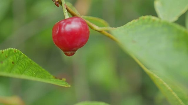 Sweet cherry macro background with water drops slow motion video