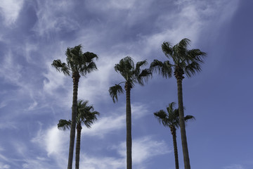 Palm Trees at the Beach and Blue Morning Sky