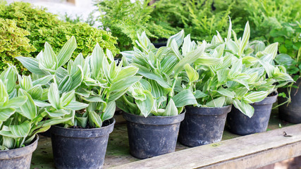 Gardening plants plantlet green nature.