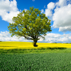 Oak Tree in Field of Oilseed Rape, Spring Landscape under Blue Sky © AVTG