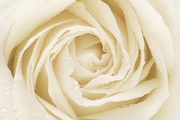White Rose Flower Petals