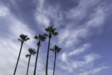 Palm Trees at the Beach and Blue Morning Sky