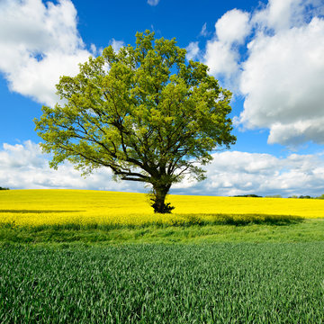Oak Tree in Field of Oilseed Rape, Spring Landscape under Blue Sky