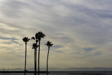 Early Morning Palm Trees at the Beach