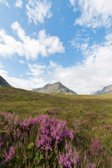 Fototapeta na wymiar Erika und Wiese im Glen Coe Tal, Highlands, Schottland