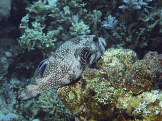 Pufferfish in the Red Sea, Egypt. © V.Devolder