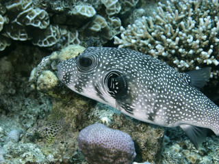 Naklejka na ściany i meble Pufferfish in the Red Sea, Egypt.