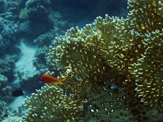 Fototapeta na wymiar Coral in the Red Sea, Egypt.