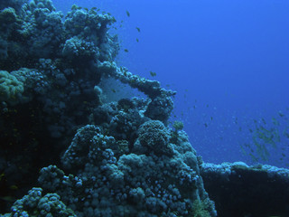 Underwaterscene in the Red Sea