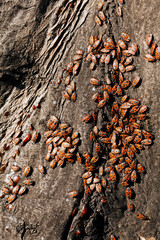 red begbugs on the tree