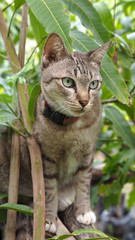 Tabby Cat in The mango