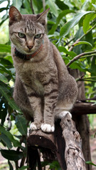 Tabby Cat in The mango