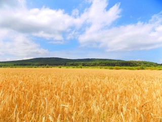 Barley field and forest in background
