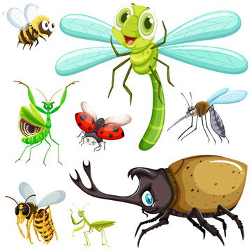 Different kinds of insects