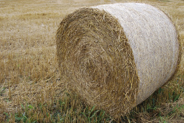 Yellow hay roll in the field. Agriculture. 